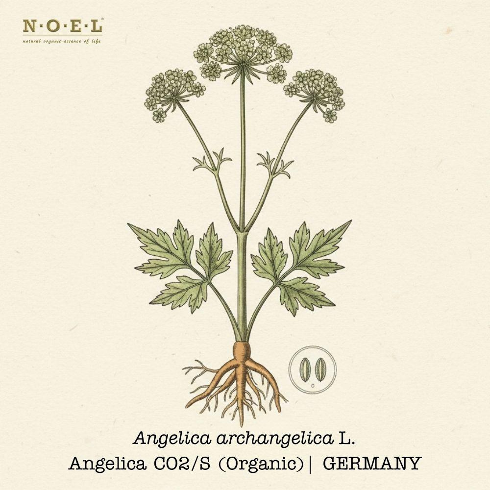 Botanical plate illustration of Angelica archangelica (Angelica Root CO2), showing leafy stems, pale umbels, and detailed root cross-section with seed inset on cream parchment.