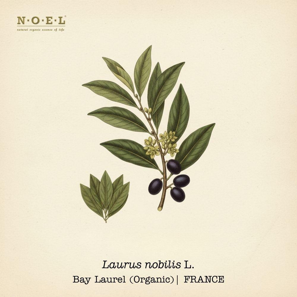 Bay Laurel FRANCE (Organic)-1