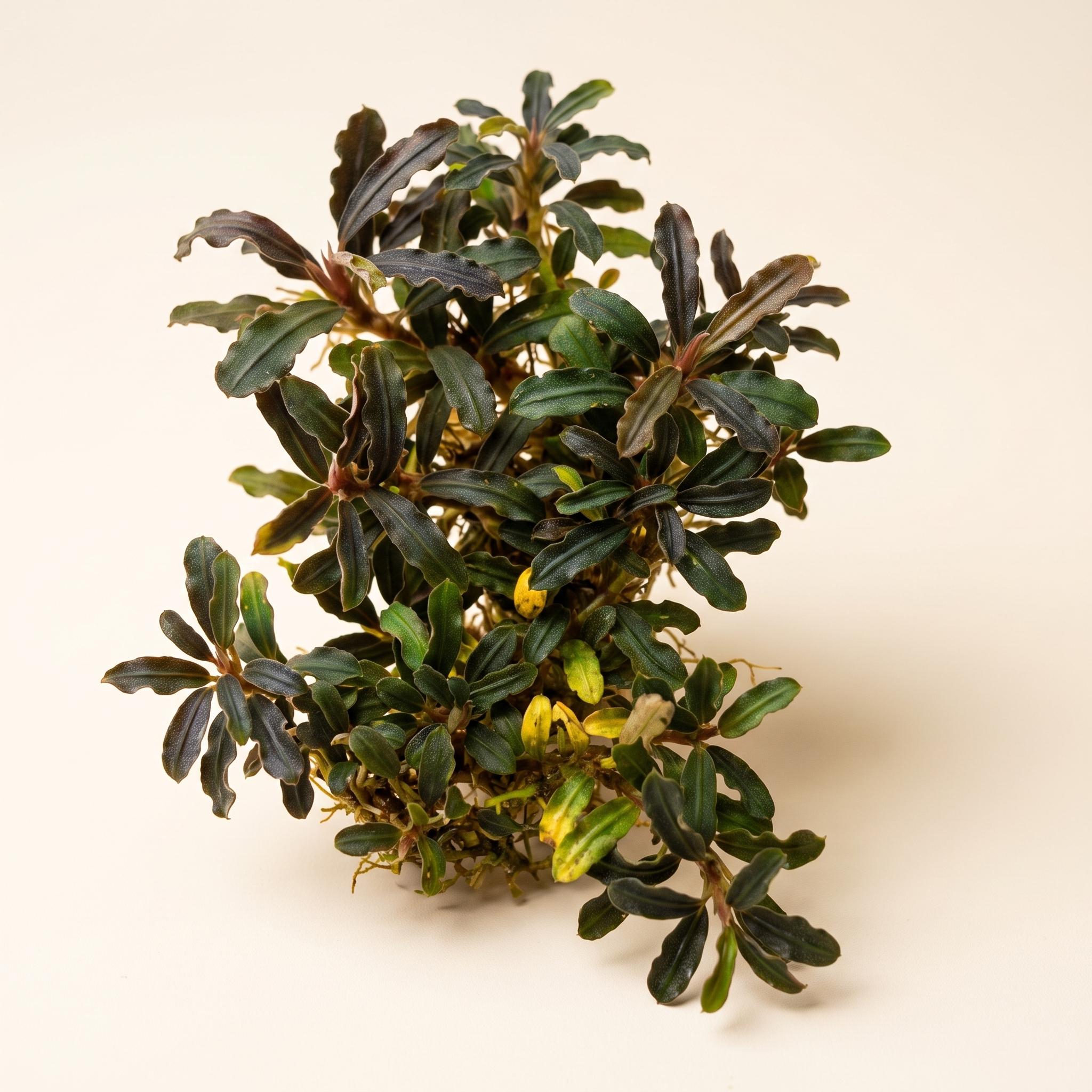 Sindo - Bucephalandra sp. Kedagang Mini - Elegant Aquatic Plant