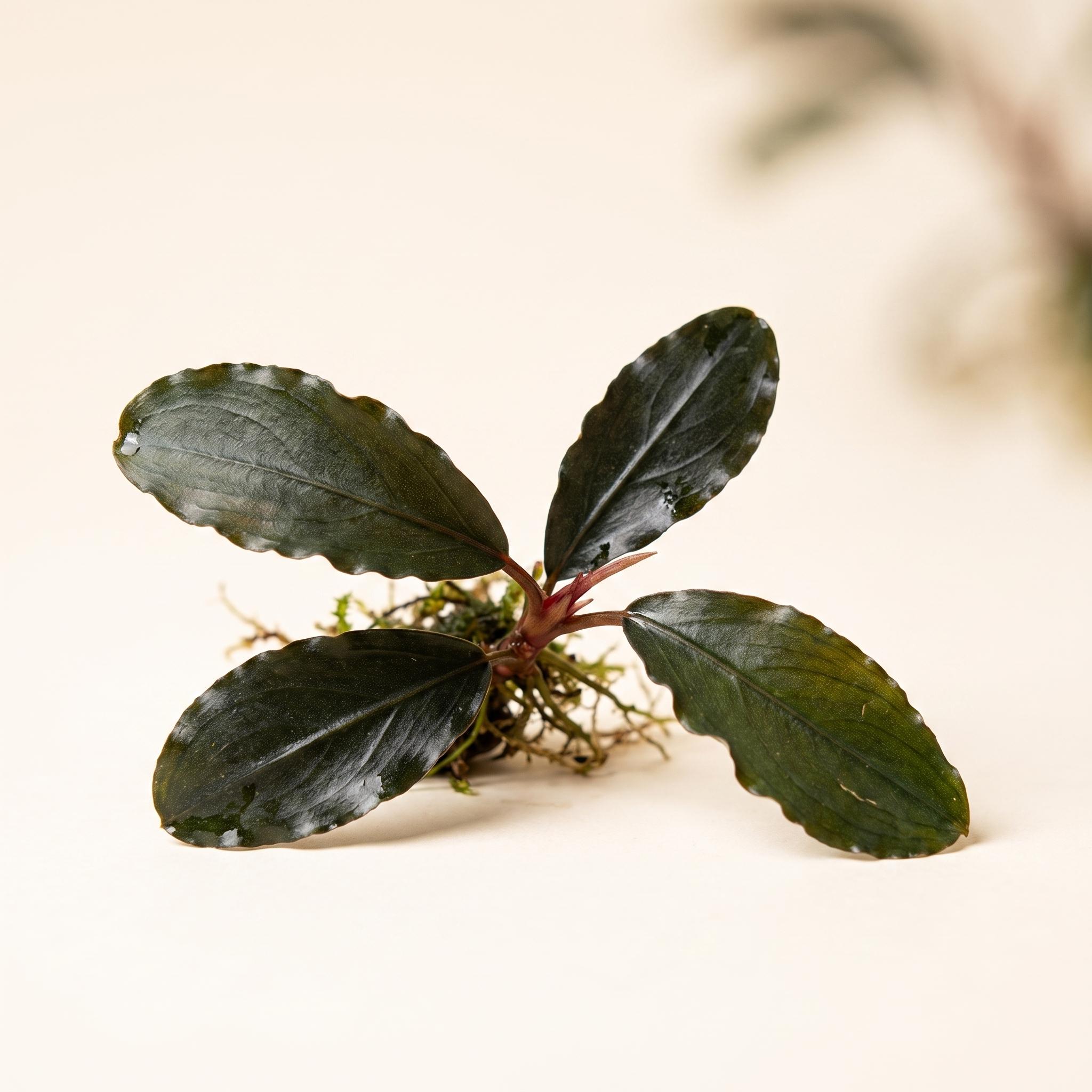 Bucephalandra_plant_studio_produ…_2K_202608121541