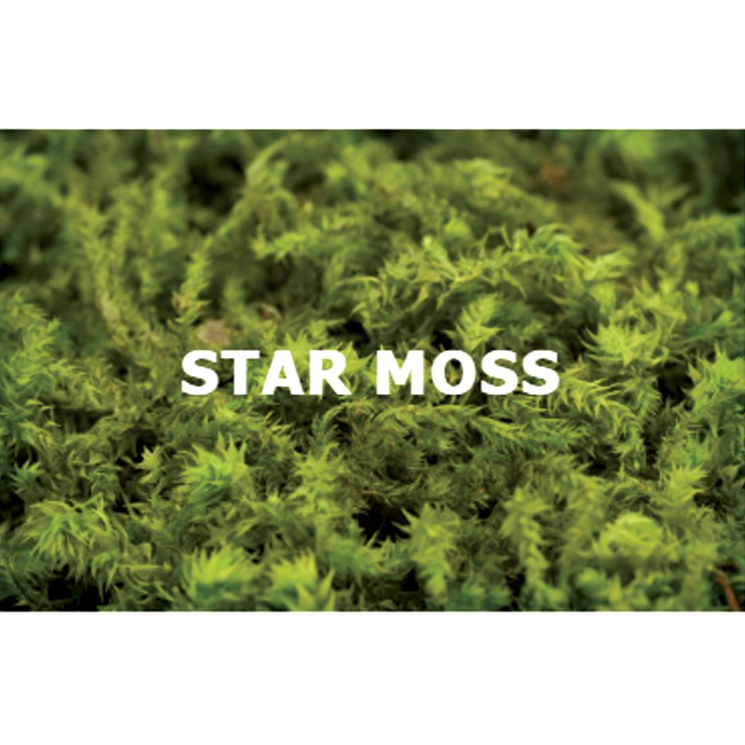 Canopy-Fern-Moss-Product-Image