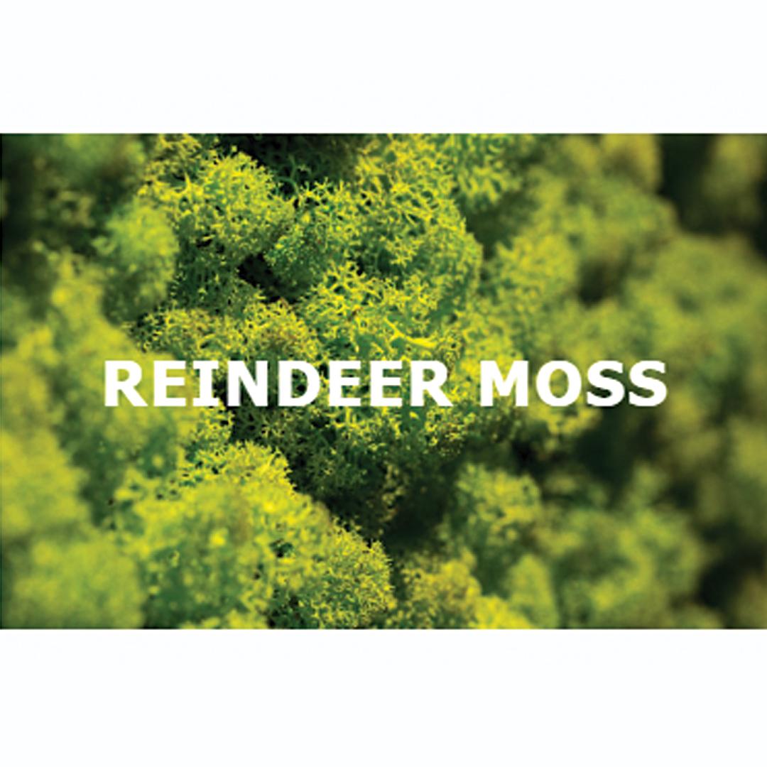 Canopy-Long-Moss-Product-Image
