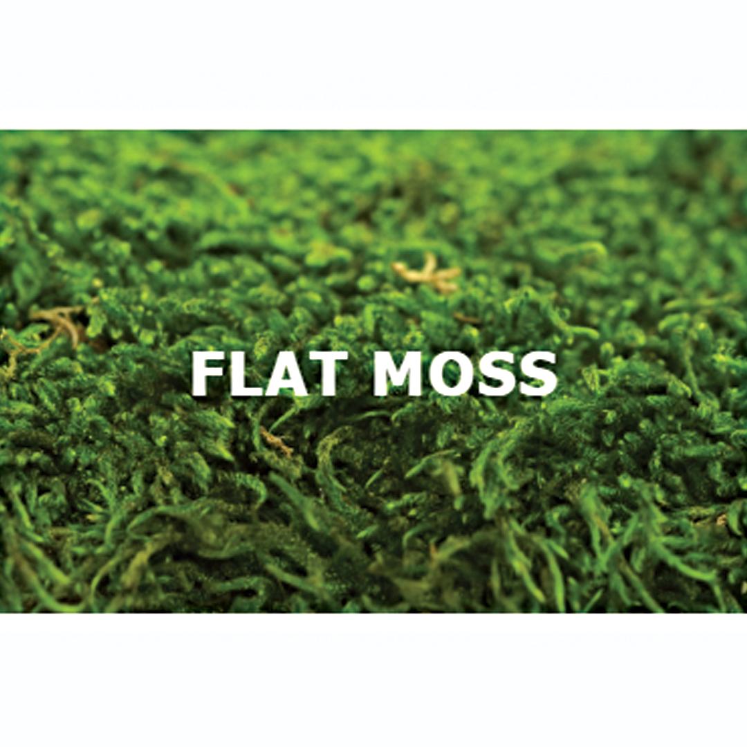 Canopy-Rock-Moss-Product-Image