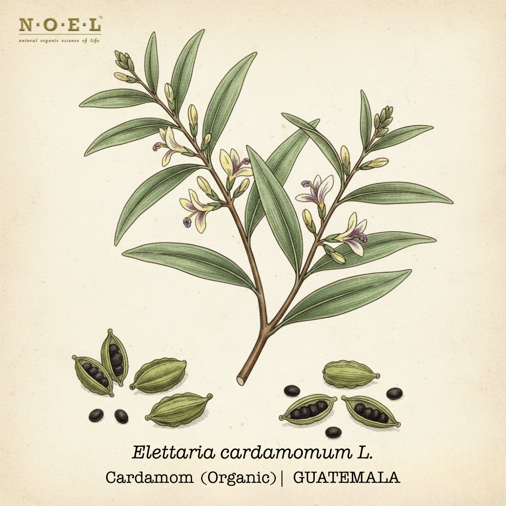 Cardamom Organic GUATEMALA-1