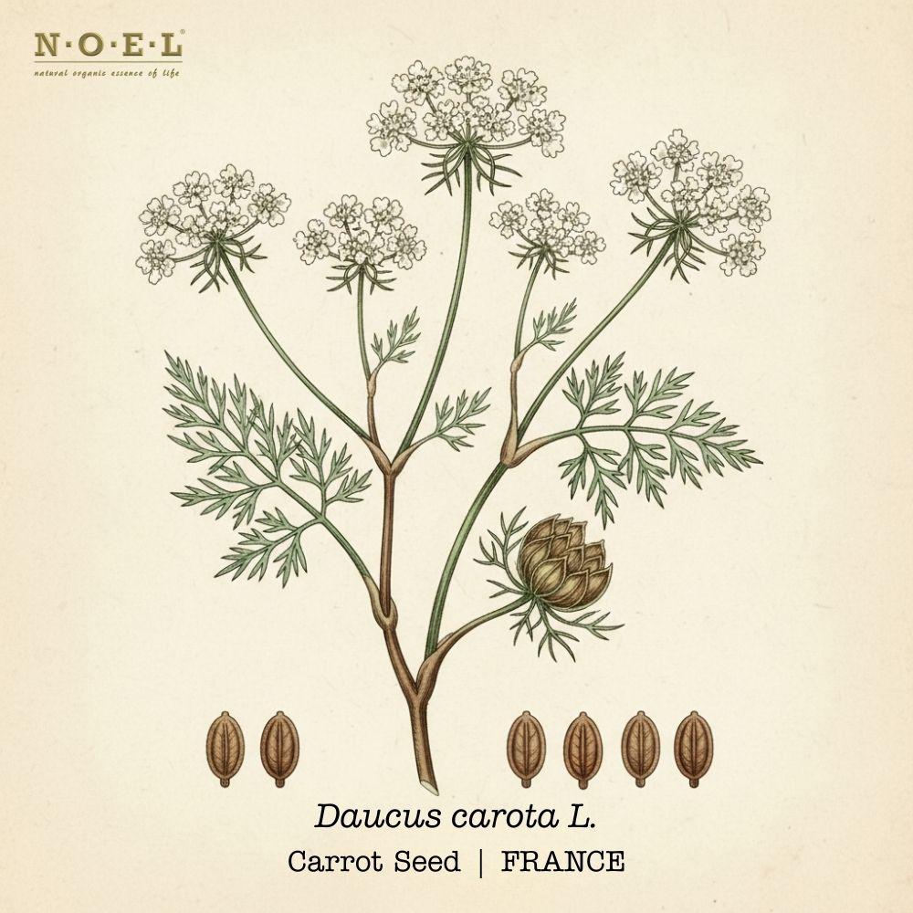 Carrot Seed INDIA-1