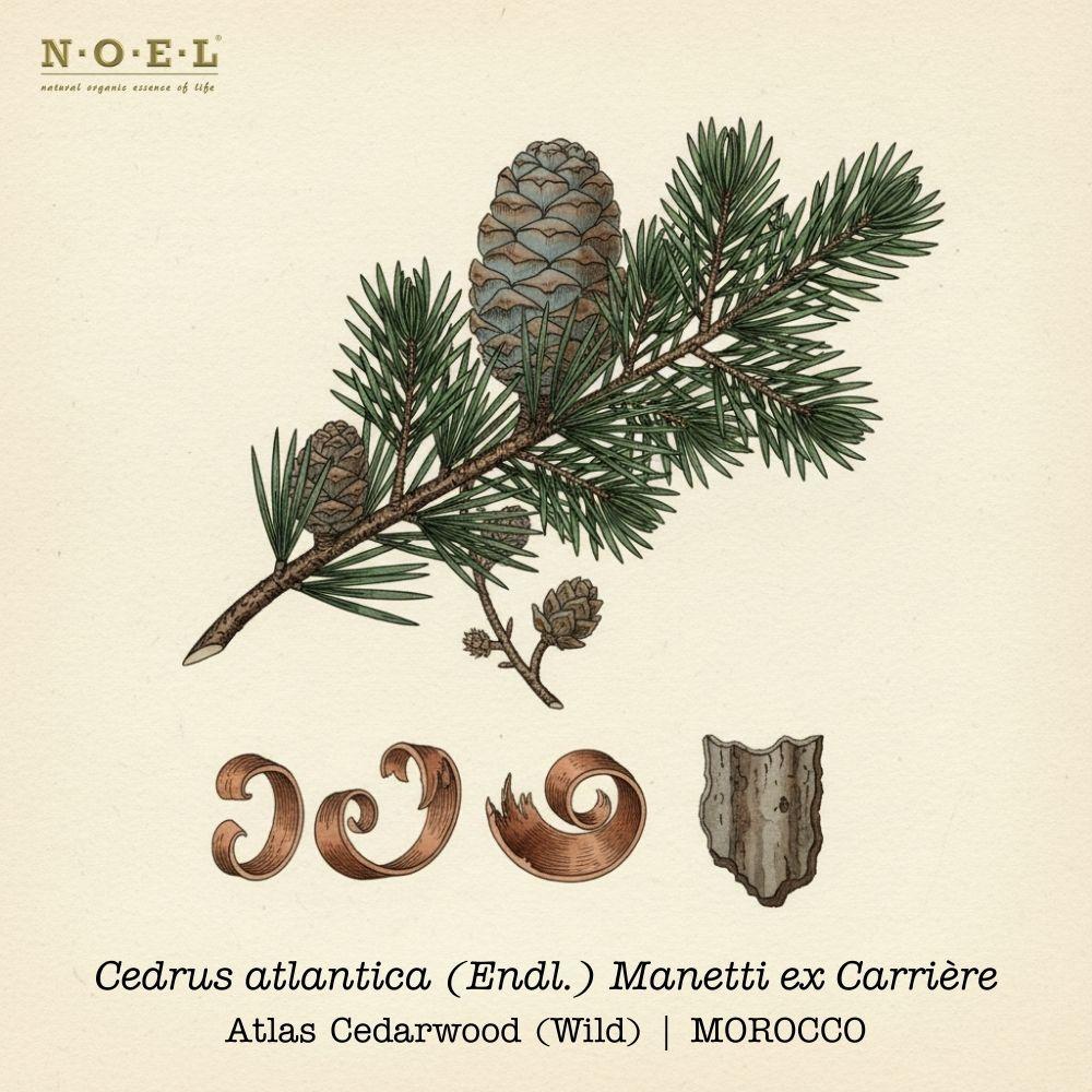 Cedarwood Atlas MOROCCO Wild-1