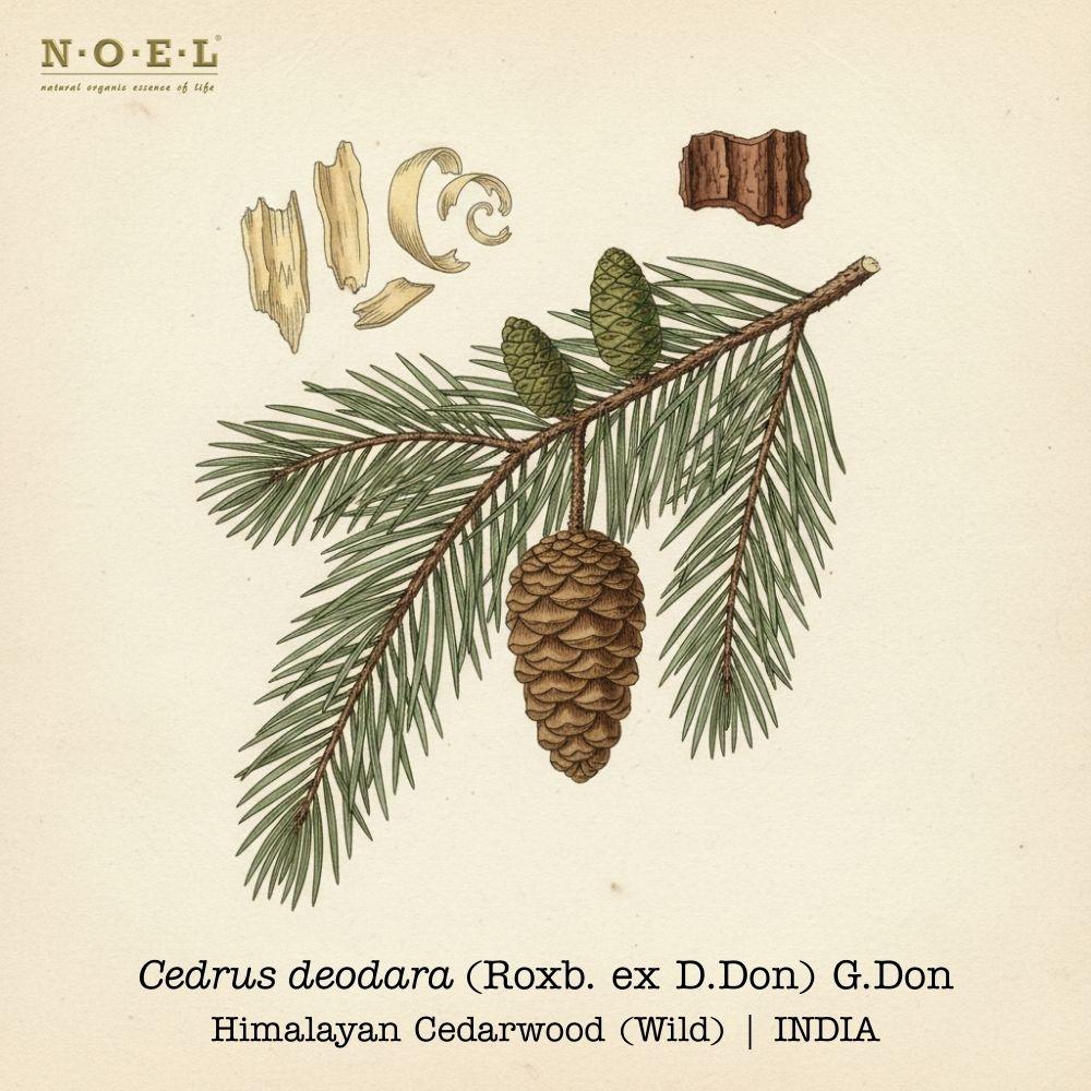 Cedarwood Himalayan INDIA (WILD) -1