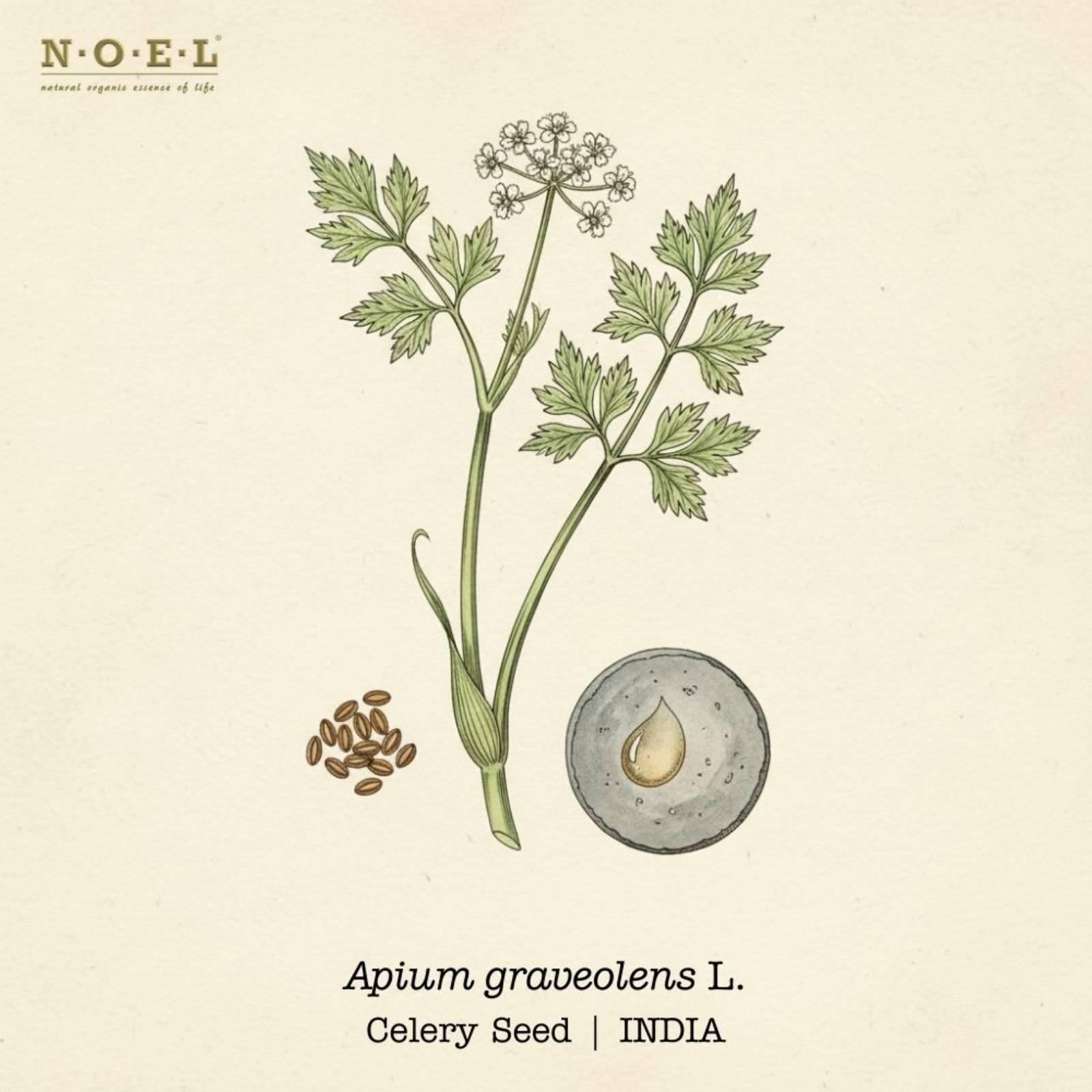 Celery Seed essential oil India (Apium graveolens) botanical illustration on cream parchment with ribbed celery stems, feathery leaves and white flower umbels; celery seeds and pale golden oil smear shown