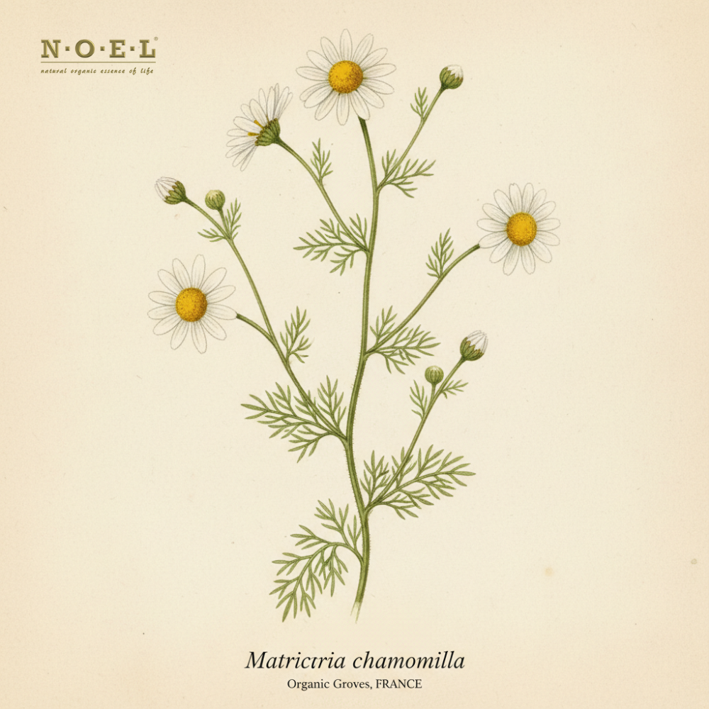 Chamomile, German FRANCE (Organic)