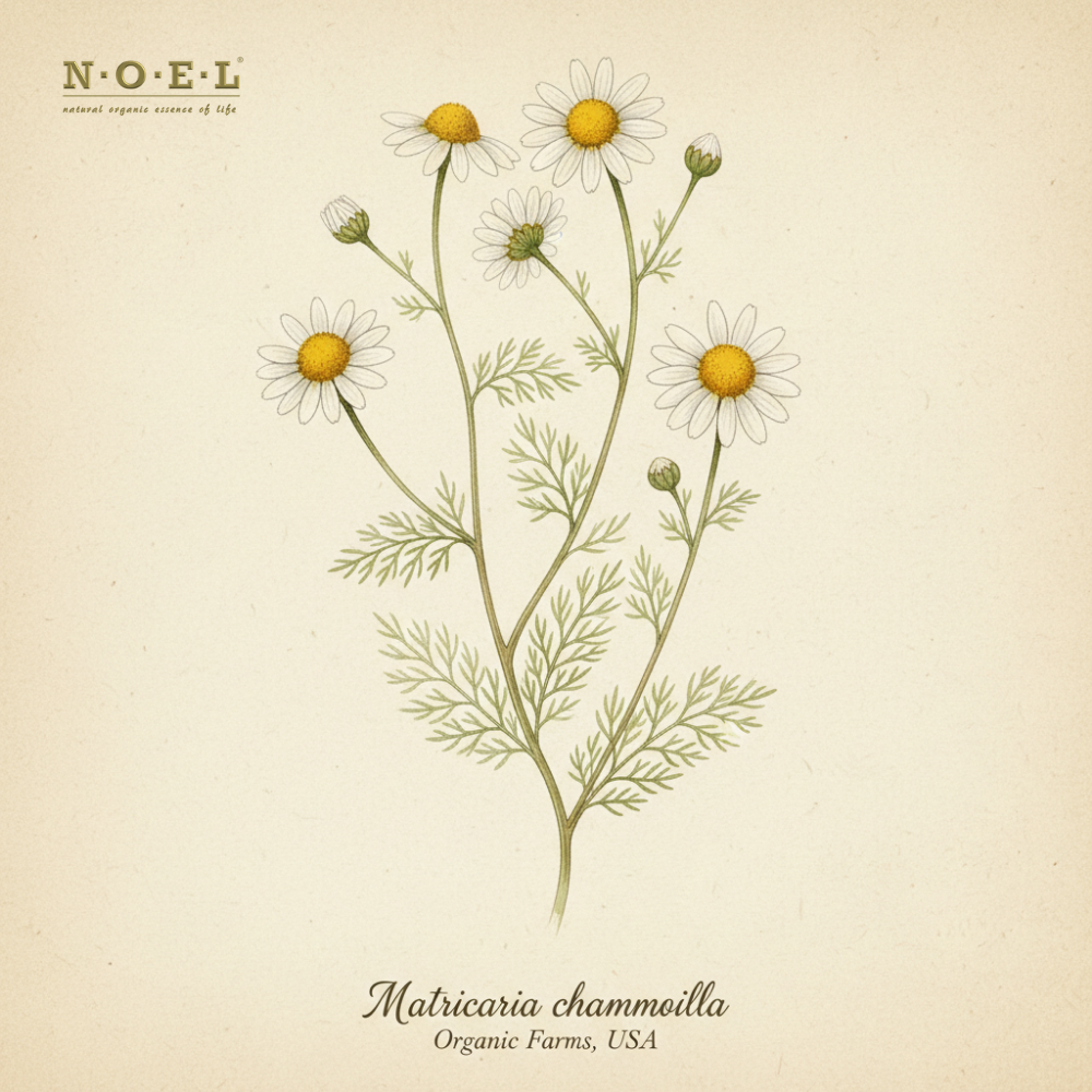 Chamomile, German USA (Organic)