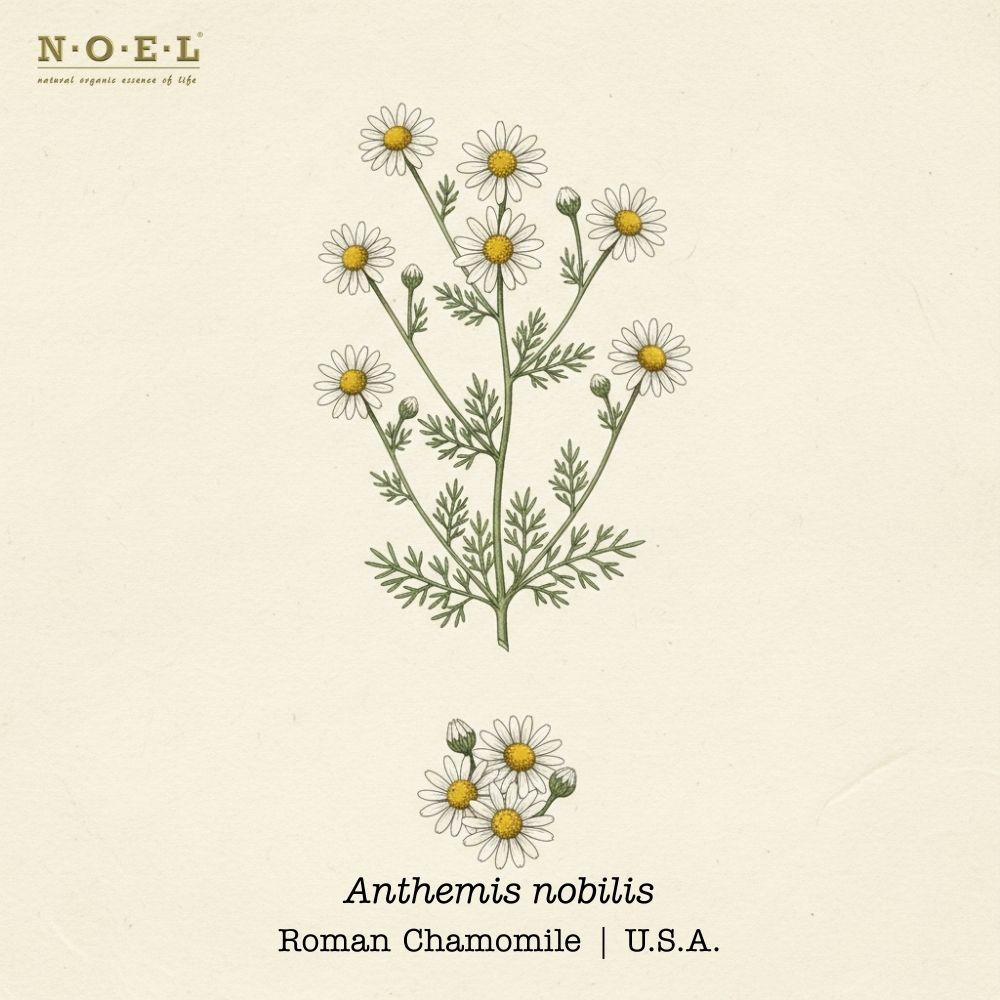 Chamomile Roman USA - 1
