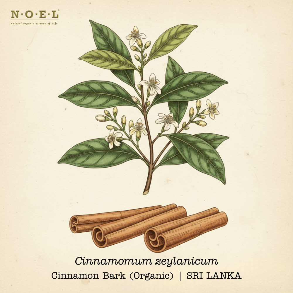 Cinnamon Bark Organic SRI LANKA-1