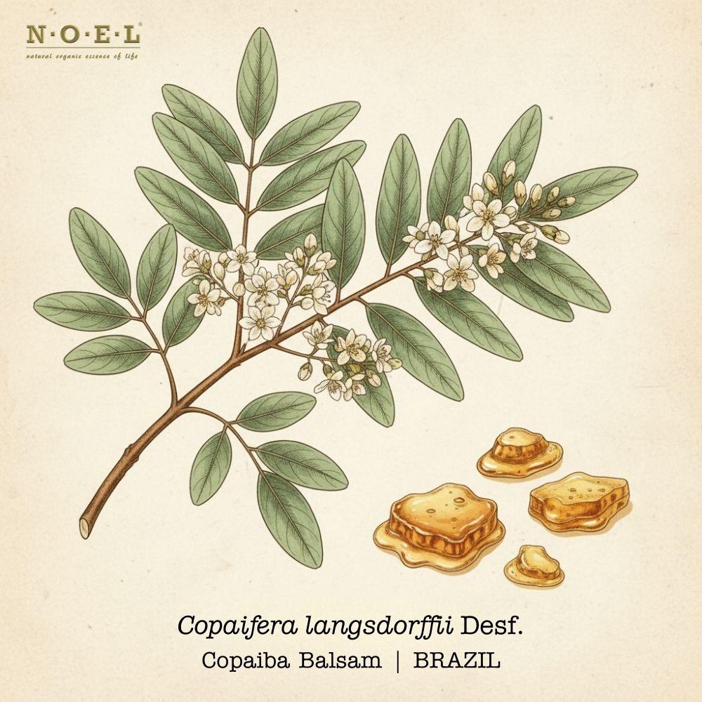 Copaiba Balsam Ecuador-1