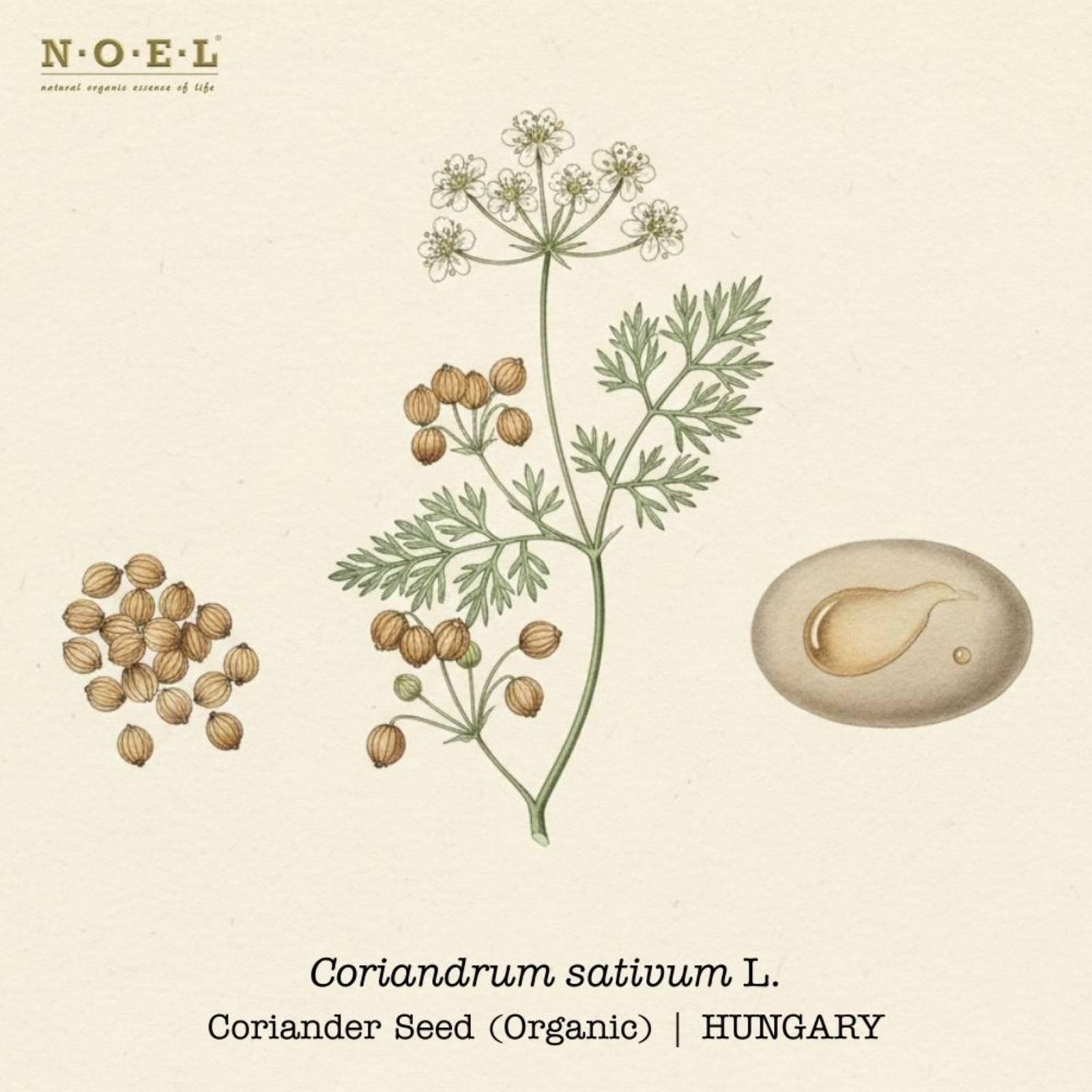 Coriander Seed Organic essential oil Hungary (Coriandrum sativum) botanical illustration on cream parchment with coriander leaves, white flower umbels and round seeds; pale golden oil smear shown