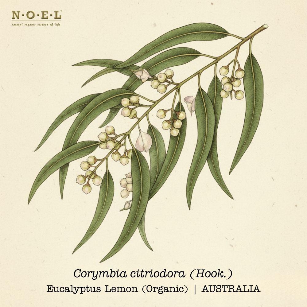 Eucalyptus Lemon Organic AUSTRALIA-1