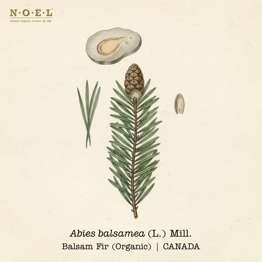 Fir Balsam essential oil Organic Canada (Abies balsamea) botanical illustration on cream parchment with flat needle-like leaves and fir cone; fir needles and pale golden oil smear shown.