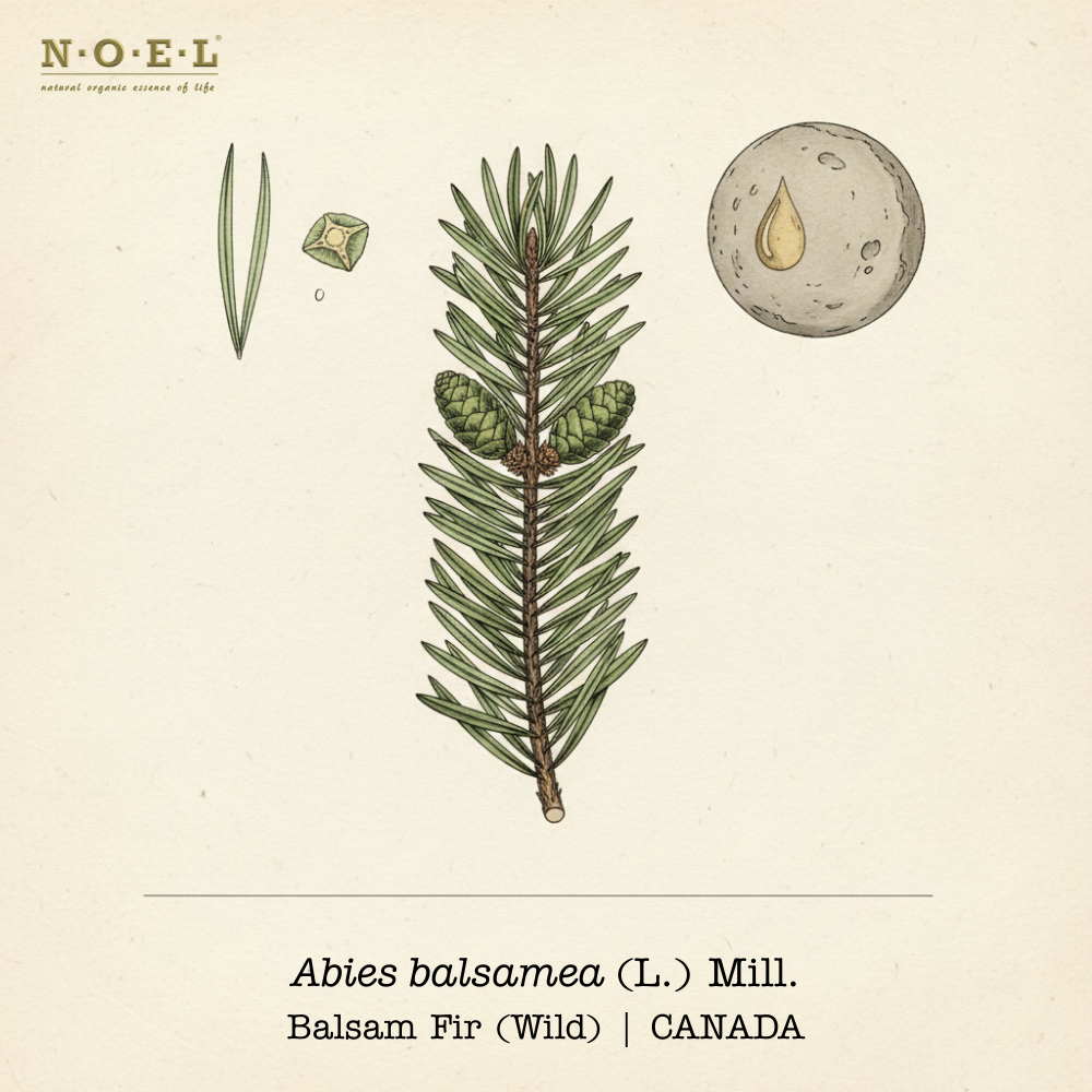 Fir Balsam essential oil wild Canada (Abies balsamea) botanical illustration on cream parchment with flat needle-like leaves and small cones; fir needles and pale golden oil smear shown