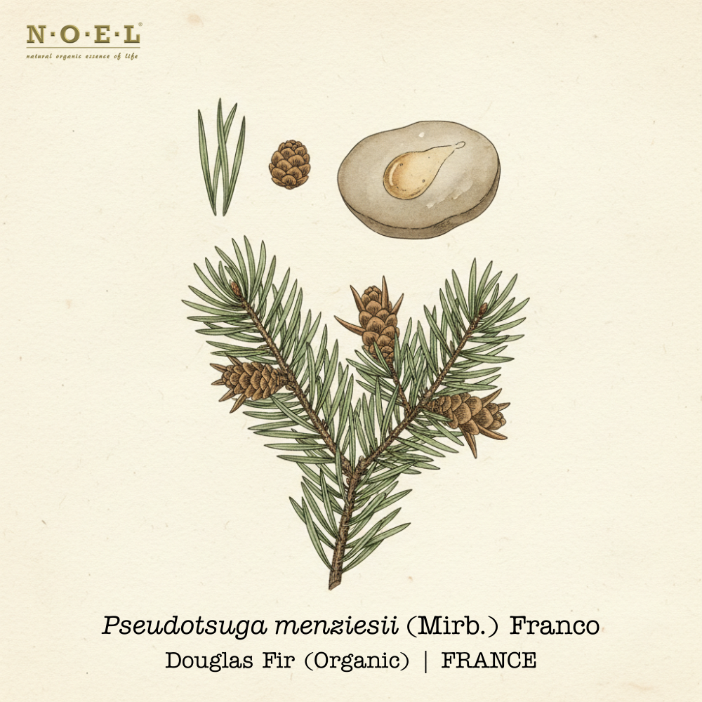 Fir Douglas essential oil Organic France (Pseudotsuga menziesii) botanical illustration on cream parchment with flat needle-like leaves and distinctive cones with three-pointed bracts; Douglas fir needles and pale golden oil smear shown.