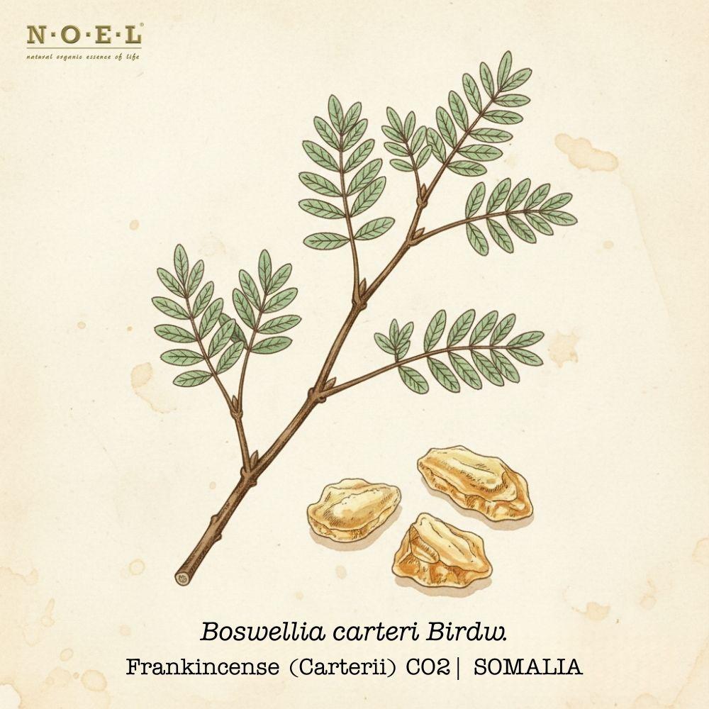 Frankincense CO2 Select Extract Somalia (Boswellia carterii) botanical illustration on cream parchment with Boswellia branch and resin tears; golden resin pieces and dark amber CO2 extract smear shown