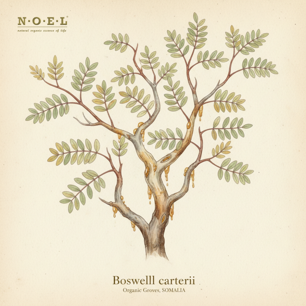 Illustration of Boswellia Carterii SOMALIA for Frankincense Hydrosol