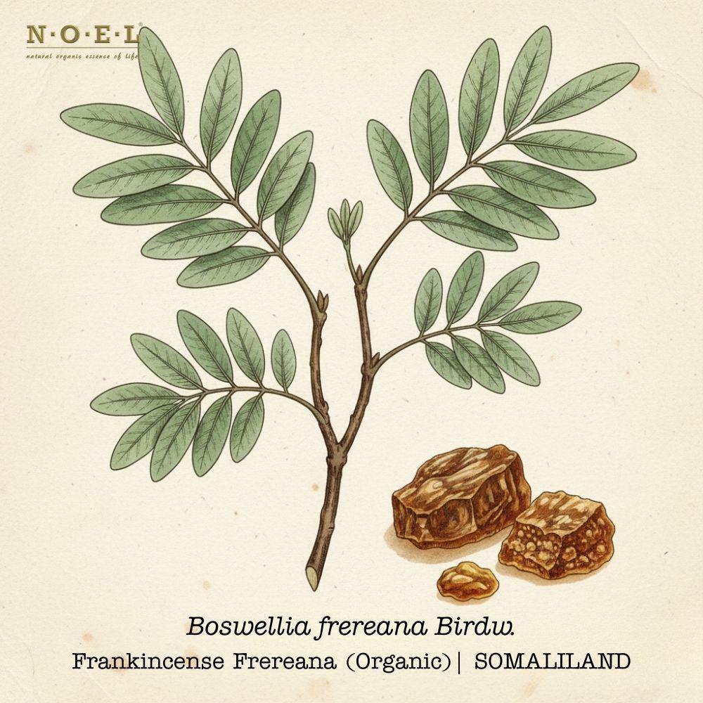 Frankincense Frereana Organic SOMALILAND