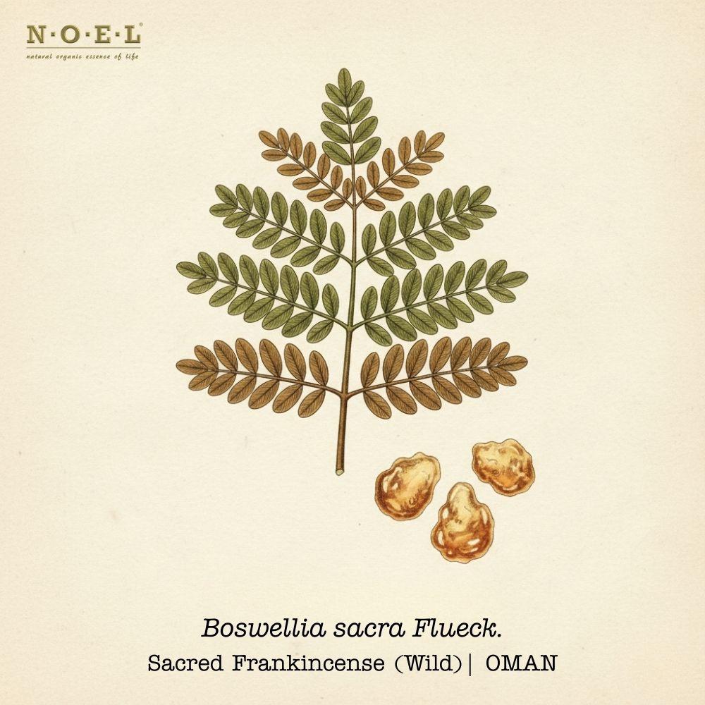 Frankincense Sacra-1