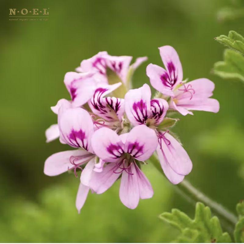Geranium EGYPT-HitPay