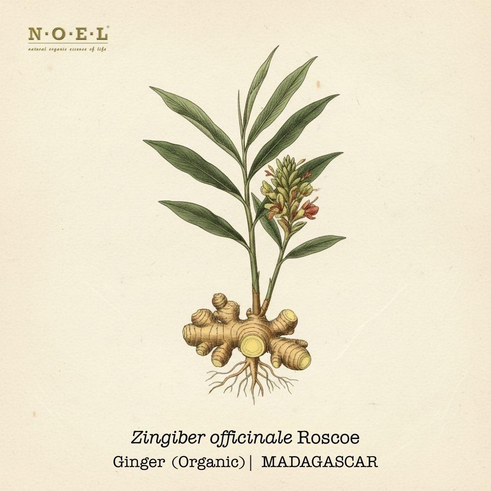Ginger MADAGASCAR(Organic)-1