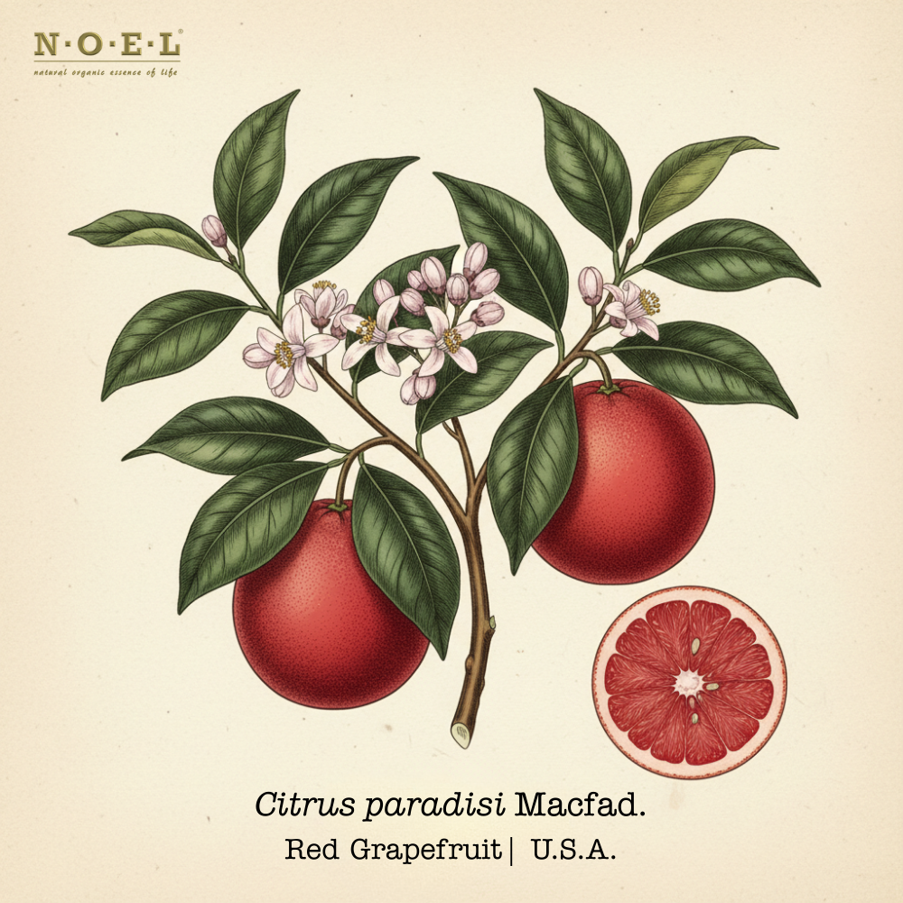 Grapefruit Red-1