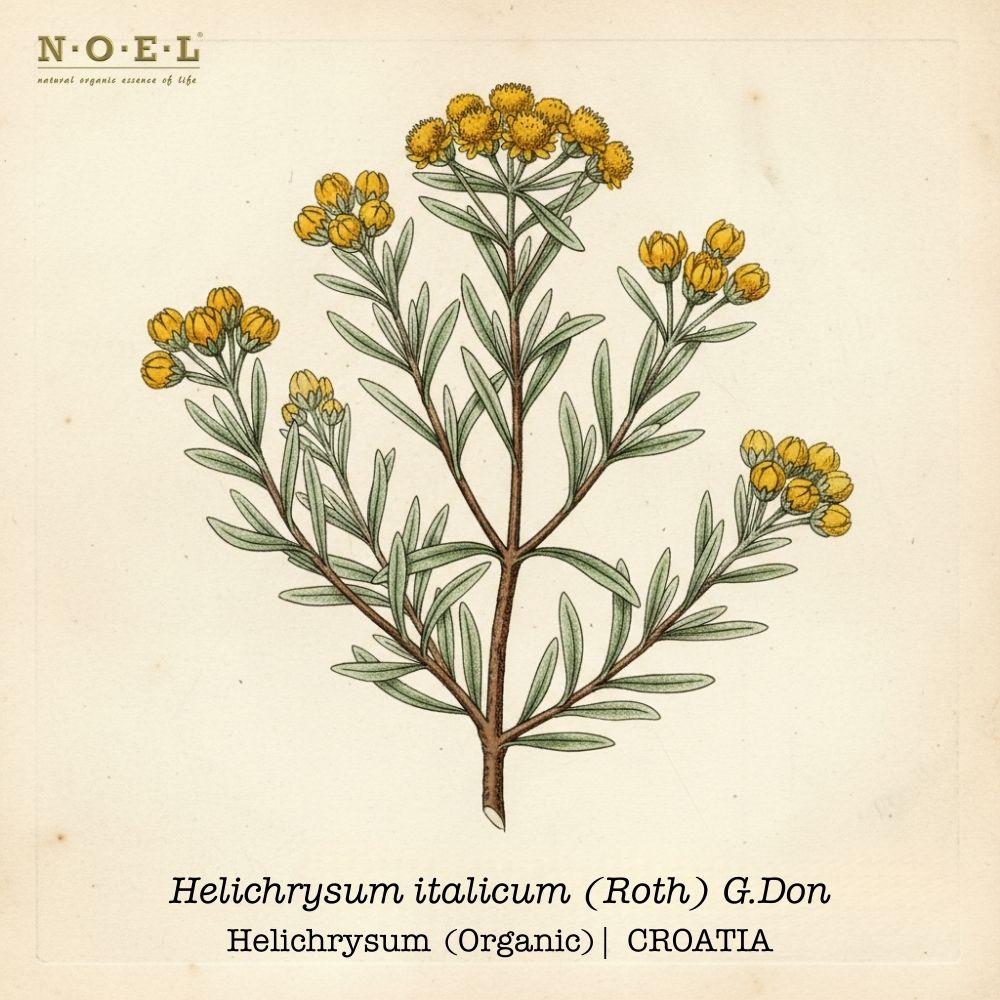 Helichrysum Organic CROATIA