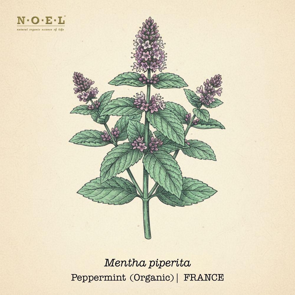 HY-Peppermint Organic FRANCE