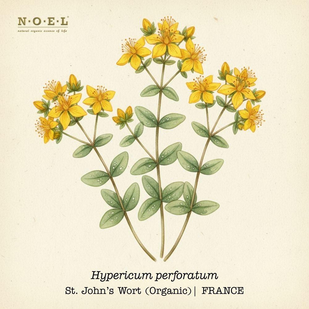 HY-St John's Wort Organic FRANCE