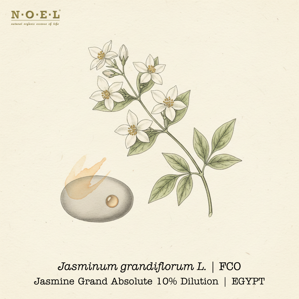 Jasmine Absolute Grand 10% Egypt (Jasminum grandiflorum) botanical illustration on cream parchment with jasmine flowers and buds; rich amber absolute smear shown.
