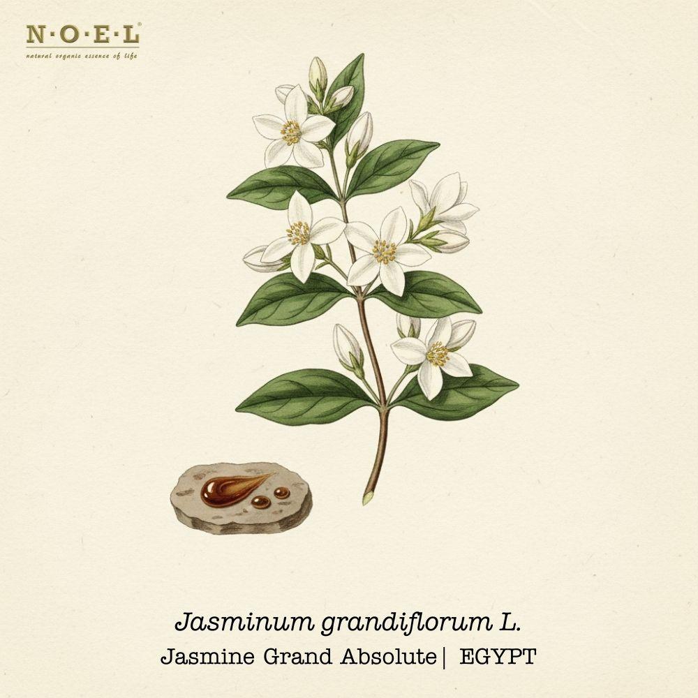 Jasmine Absolute Egypt (Jasminum grandiflorum) botanical illustration on cream parchment with white star-shaped blossoms, buds and pinnate leaves; dark amber jasmine absolute smear shown