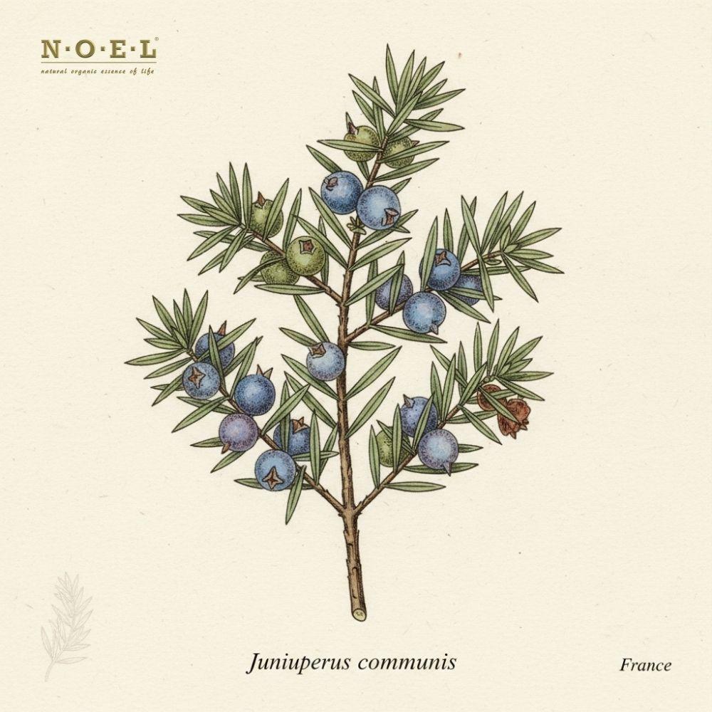 Juniper Berry Organic Hydrosol France (Juniperus communis) botanical illustration with needle-like evergreen foliage and blue juniper berries on cream parchment; crisp purifying facial toner-mist for oily skin, and a fresh tonic-style hydrosol.