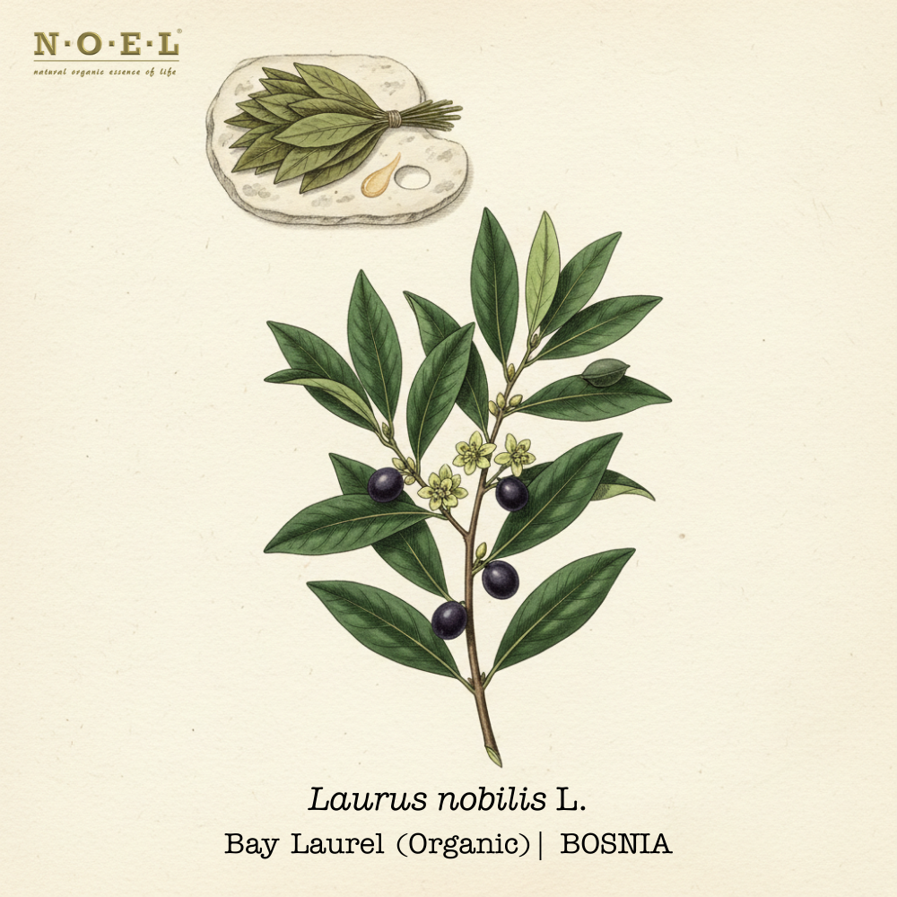 Bay Laurel essential oil Organic Bosnia (Laurus nobilis) botanical illustration on cream parchment with glossy lanceolate leaves and laurel berries/flowers; laurel leaves and pale golden oil smear shown.
