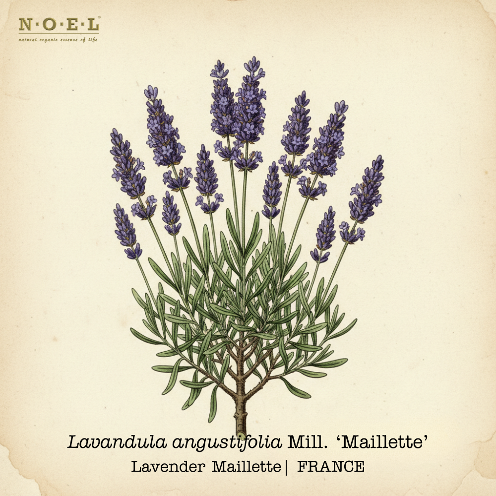 Lavender Mailette FRANCE-1
