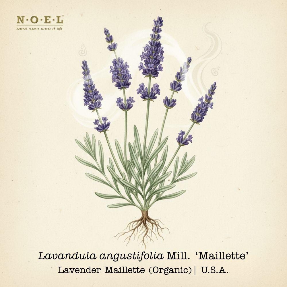 Lavender Mailette USA (Organic) - 1