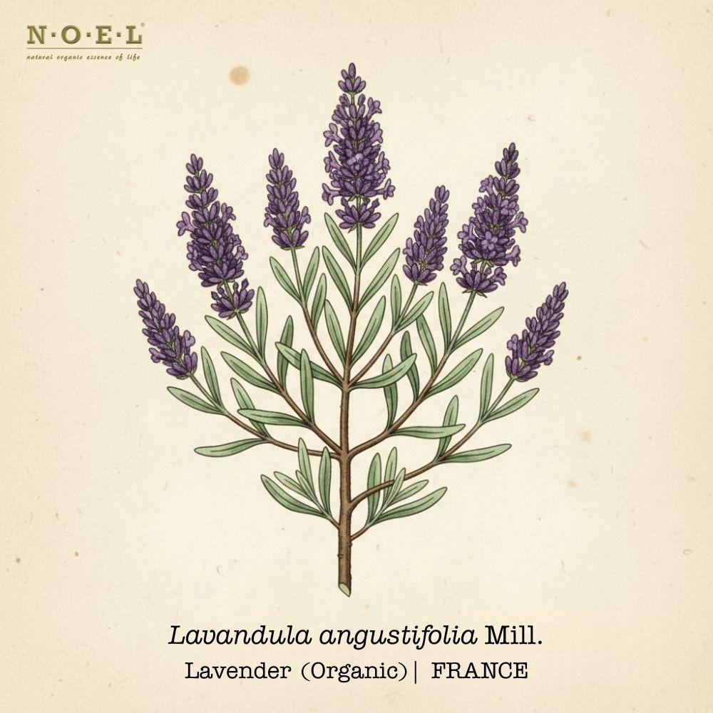 Lavender Organic FRANCE-1
