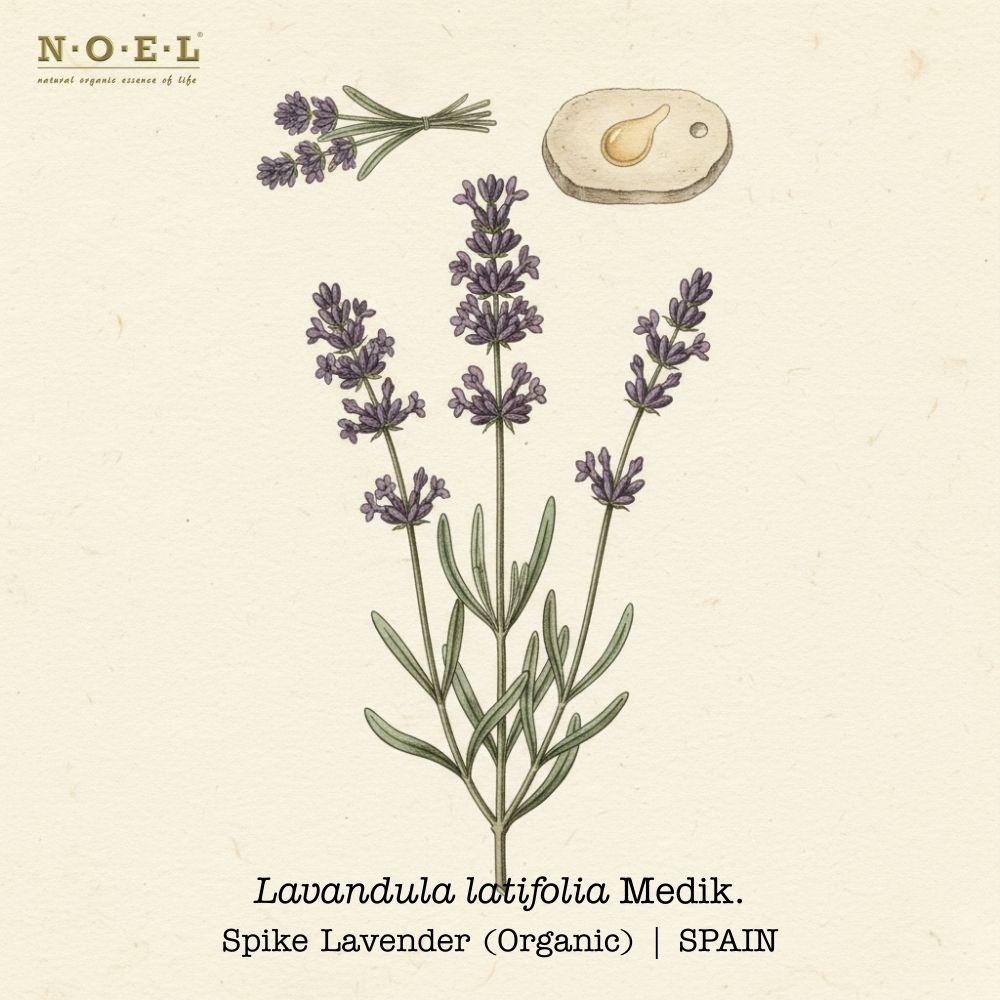 Lavender Spike Organic essential oil Spain (Lavandula latifolia) botanical illustration on cream parchment with grey-green leaves and tall lavender spikes; flowering tops and pale golden oil smear shown