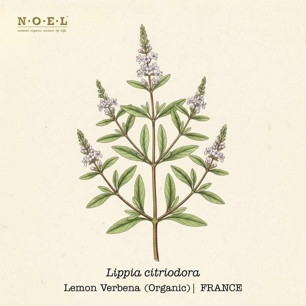 Lemon Verbena FRANCE (Organic)-1