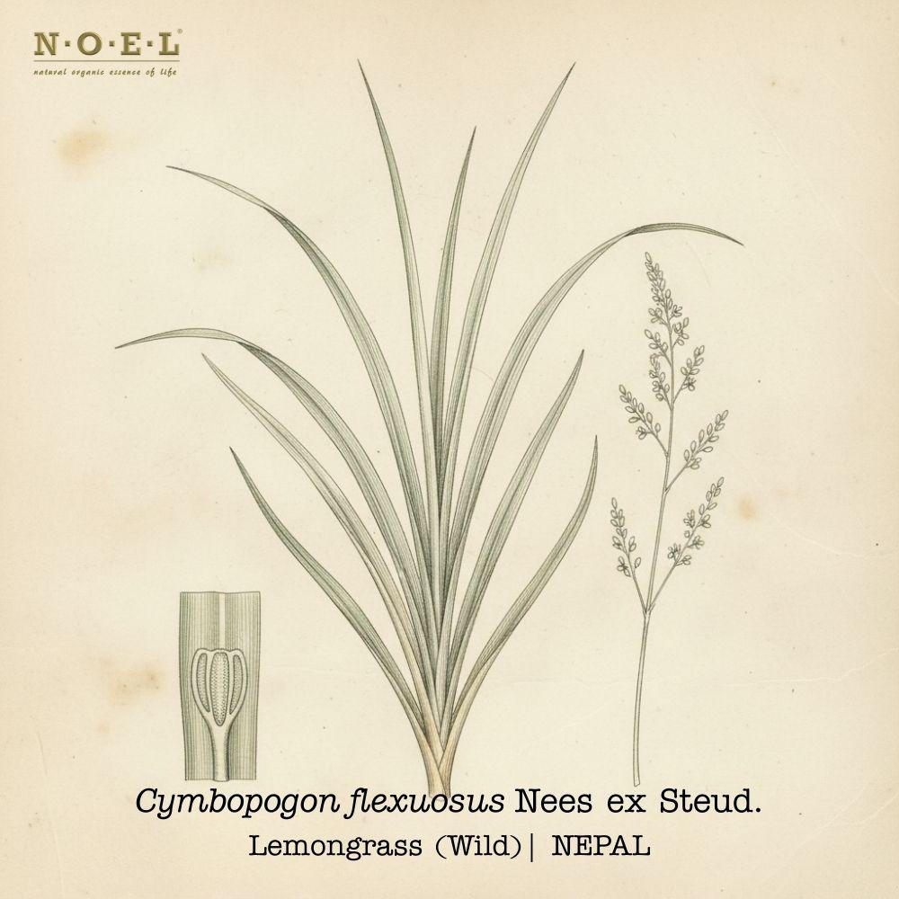 Lemongrass Wild NEPAL-1