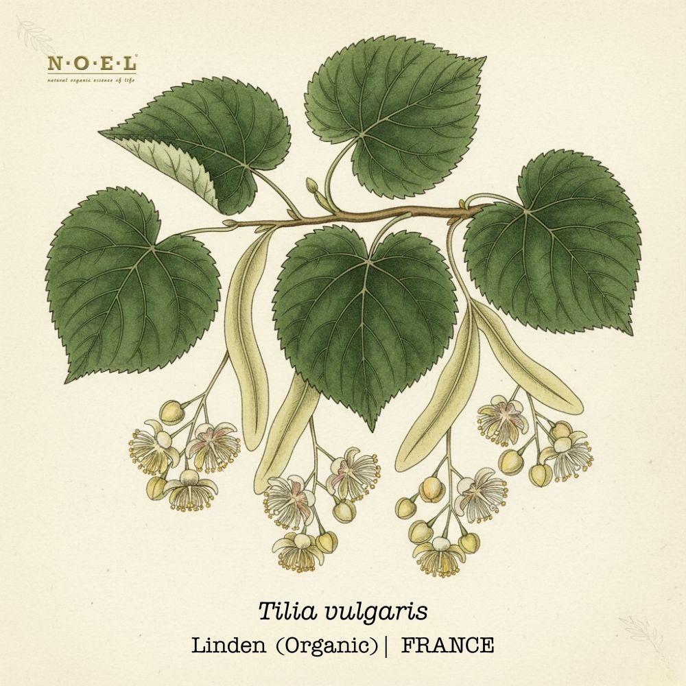 Linden FRANCE (Organic)-1