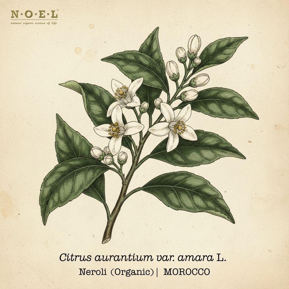 Neroli (Organic) MOROCCO-1