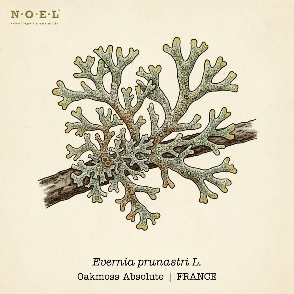 Oakmoss Absolute FRANCE-1