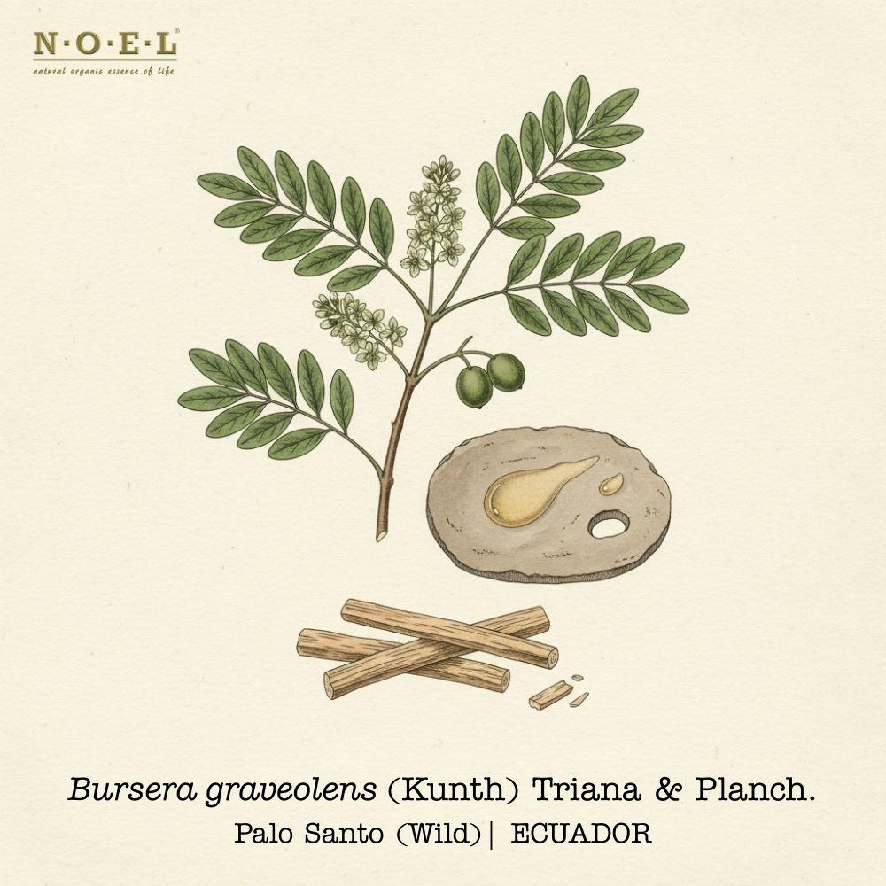 Palo Santo essential oil wild (Bursera graveolens) botanical illustration on cream parchment with compound leaves and woody branch; Palo Santo wood sticks and pale golden oil smear shown