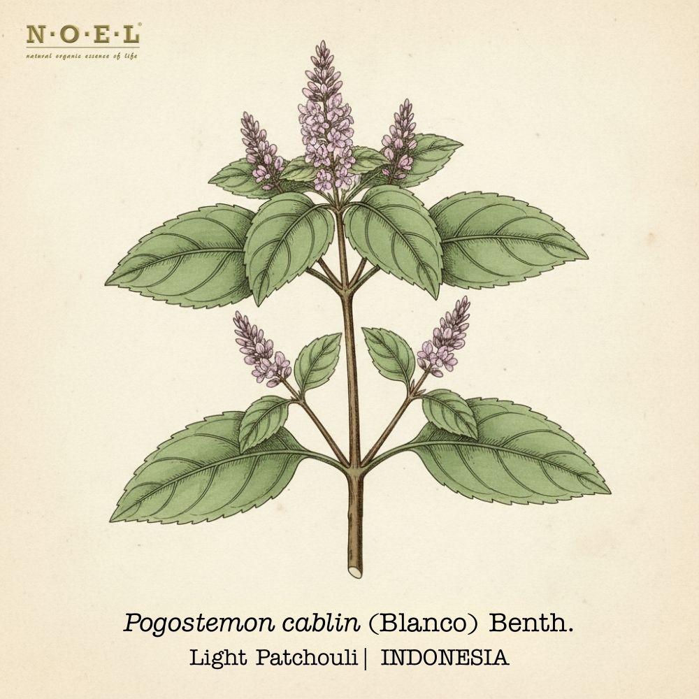 Patchouli Light INDONESIA-1