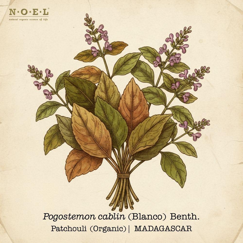 Patchouli Organic MADAGASCAR-1