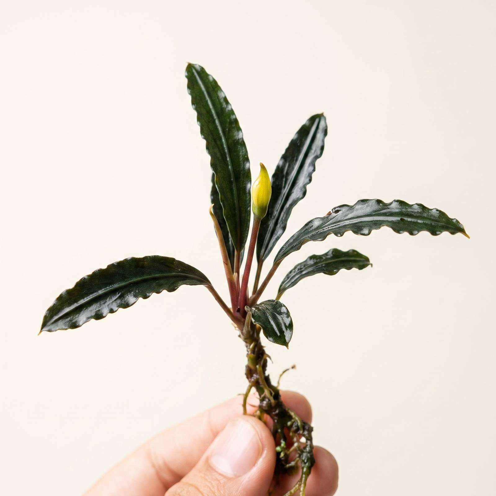 Photographing_Bucephalandra_plan…_2K_202608121544