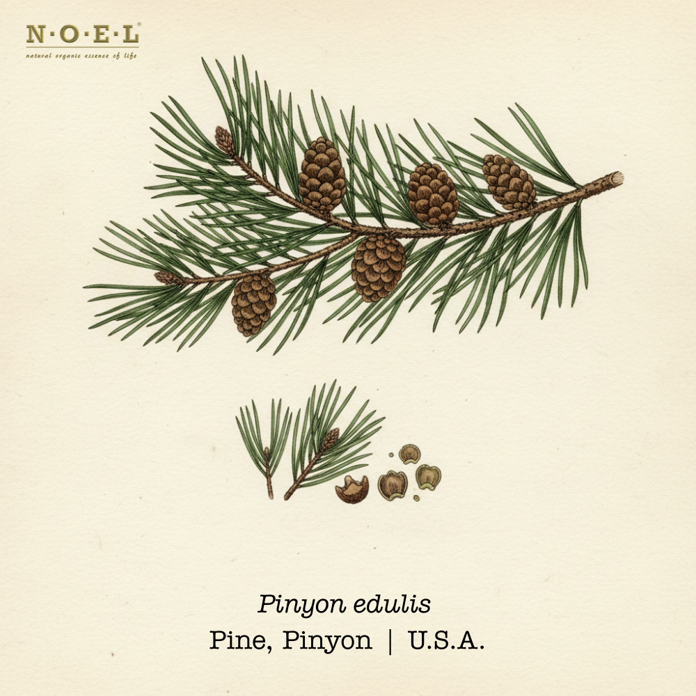 Pine Pinyon Wild USA-1